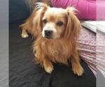 Small #2 Cavalier King Charles Spaniel Mix
