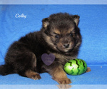 Small Photo #1 Pomeranian Puppy For Sale in ELKLAND, MO, USA
