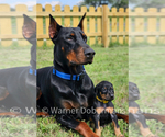 Image preview for Ad Listing. Nickname: Puppy #3 Black