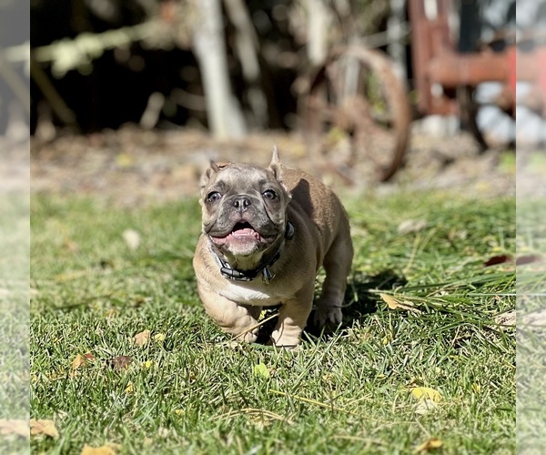 Medium Photo #3 French Bulldog Puppy For Sale in BRIGHTON, CO, USA