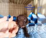 Small #1 Cavapoo