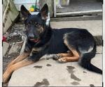 Small German Shepherd Dog