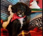 Puppy Einstein Cavachon-Cavapoo Mix