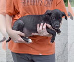 Small #1 American Staffordshire Terrier Mix