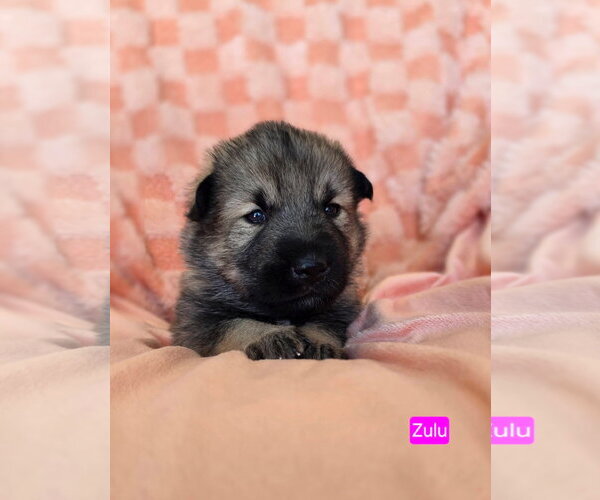 Medium Photo #2 American Pit Bull Terrier-Unknown Mix Puppy For Sale in Duluth, MN, USA