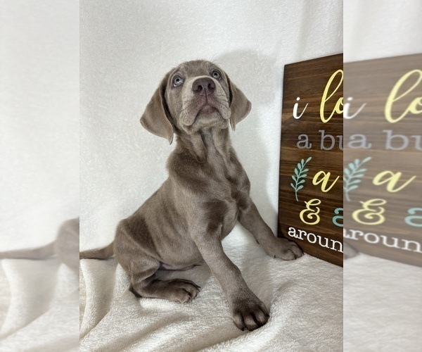 Medium Photo #2 Labrador Retriever Puppy For Sale in GREENFIELD, IN, USA