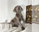 Small #1 Labrador Retriever