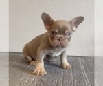 Small #4 French Bulldog