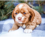Small #3 Cocker Spaniel