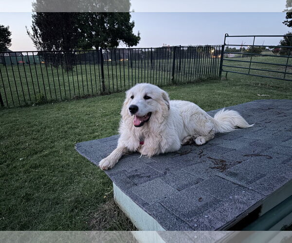 Medium Photo #4 Great Pyrenees Puppy For Sale in Spring, TX, USA