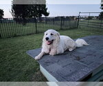 Small #3 Great Pyrenees