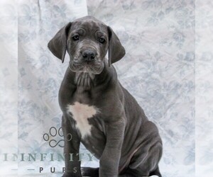Great Dane Puppy for sale in LITITZ, PA, USA