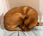 Small #2 American Staffordshire Terrier Mix
