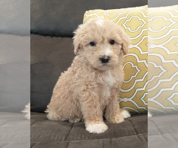 Medium Photo #2 Aussiedoodle Puppy For Sale in NEW YORK MILLS, MN, USA