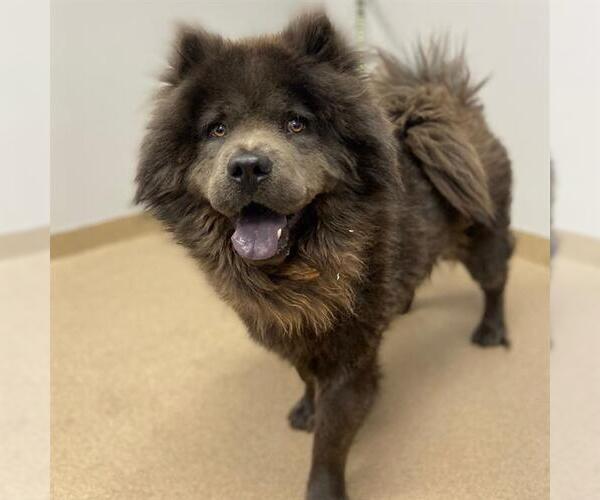 Medium Photo #1 Chow Chow Puppy For Sale in Aurora, CO, USA