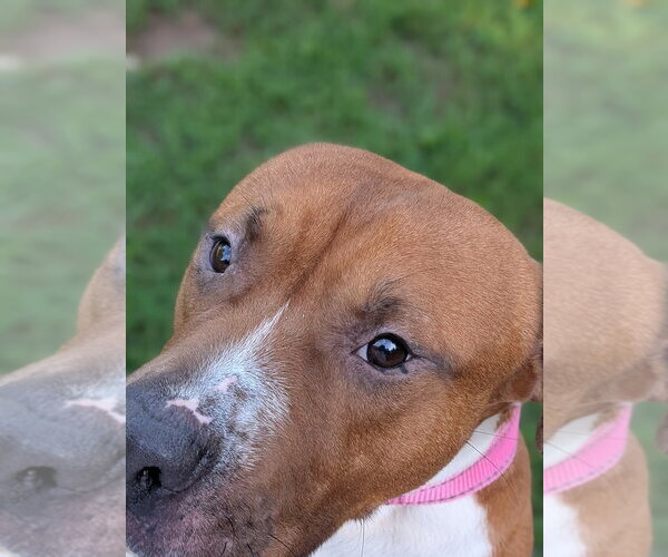 Medium Photo #2 Boxer-Unknown Mix Puppy For Sale in garner, NC, USA