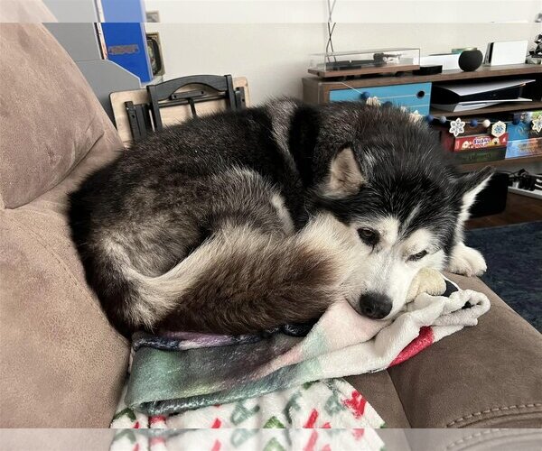 Medium Photo #15 Siberian Husky Puppy For Sale in  Ramona, CA, USA