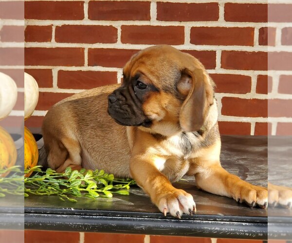 Medium Photo #3 Puggle Puppy For Sale in RICHLAND, PA, USA