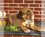 Small Photo #3 Puggle Puppy For Sale in RICHLAND, PA, USA