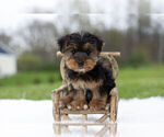 Puppy 3 Yorkshire Terrier