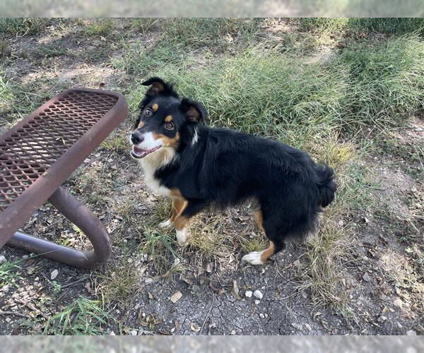 Medium Photo #2 Australian Shepherd Puppy For Sale in Dallas, TX, USA