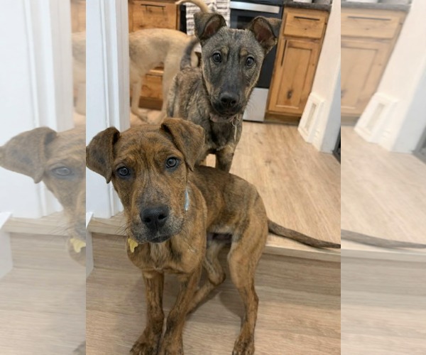 Medium Photo #4 Plott Hound-Unknown Mix Puppy For Sale in Sandy, UT, USA