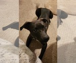Small #8 Border Collie Mix