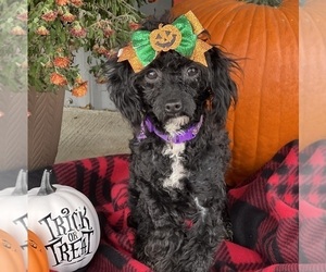 Poodle (Miniature) Puppy for sale in DUNDEE, OH, USA