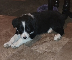 Border Collie Puppy for sale in LEWISTOWN, PA, USA
