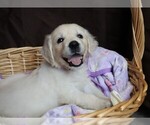 Puppy Royce English Cream Golden Retriever