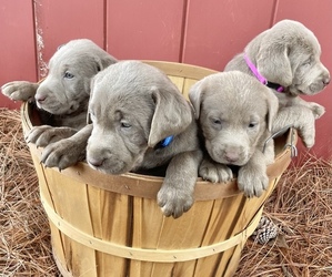 Labrador Retriever Puppy for sale in BEARGRASS, NC, USA