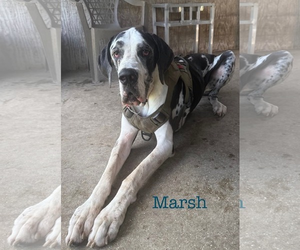 Medium Photo #2 Great Dane Puppy For Sale in Palm Beach, FL, USA