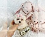 Small #10 Morkie