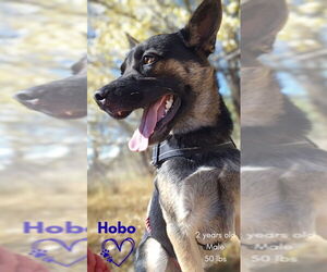 German Shepherd Dog-Unknown Mix Dogs for adoption in Monte Vista, CO, USA