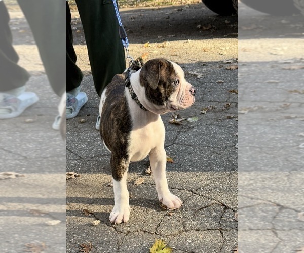 Medium Photo #6 American Bulldog Puppy For Sale in HUDSON, NY, USA