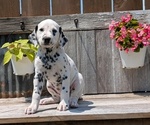 Puppy Chloe Dalmatian