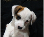 Puppy 4 Parson Russell Terrier