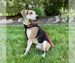 Labbe Dogs for adoption in Bristol, CT, USA
