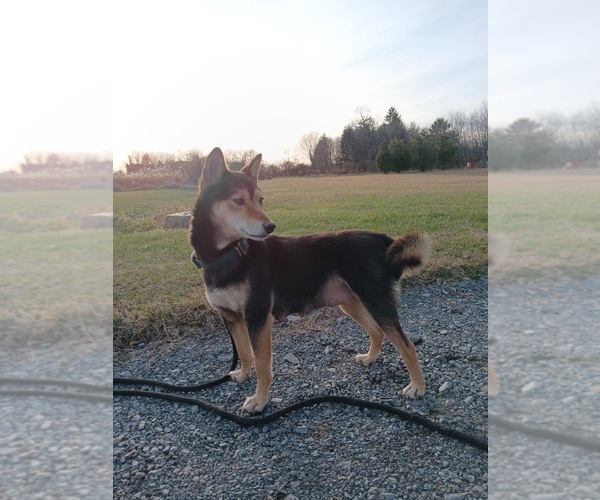 Medium Photo #1 Shiba Inu Puppy For Sale in SCHUYLKILL HAVEN, PA, USA