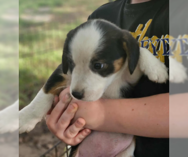 Medium Photo #3 Australian Shepherd-Beagle Mix Puppy For Sale in Wakefield, RI, USA