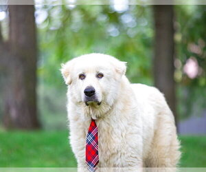 Great Pyrenees Dogs for adoption in Unionville, PA, USA