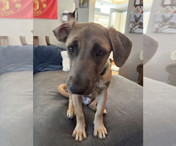 Medium Photo #4 Labmaraner Puppy For Sale in Dana Point, CA, USA