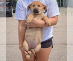 Small #3 Anatolian Shepherd-German Shepherd Dog Mix