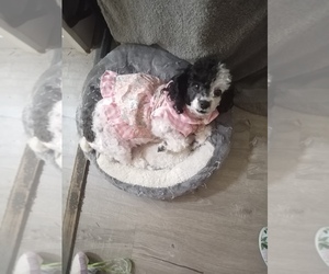 Mother of the Poodle (Toy) puppies born on 08/08/2026