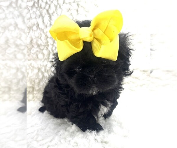 Medium Photo #2 Shih Tzu Puppy For Sale in PEMBROKE PINES, FL, USA