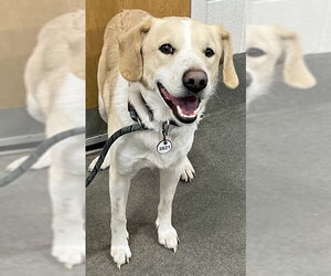 Labbe Dogs for adoption in Forestville, MD, USA