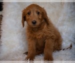 Small Photo #4 Goldendoodle-Poodle (Standard) Mix Puppy For Sale in NORTH VERNON, IN, USA