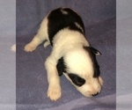 Small Photo #3 Old English Sheepdog-Siberian Husky Mix Puppy For Sale in WAKE FOREST, NC, USA