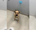 Small German Shepherd Dog Mix