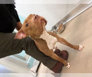 Mutt Dogs for adoption in Temple, TX, USA